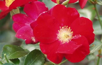 Thumbnail Rosa ‚Alcantara‘ – Bodendecker-Rose