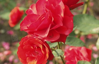 Thumbnail Rosa ‚Allotria®‘ – Beet-Rose