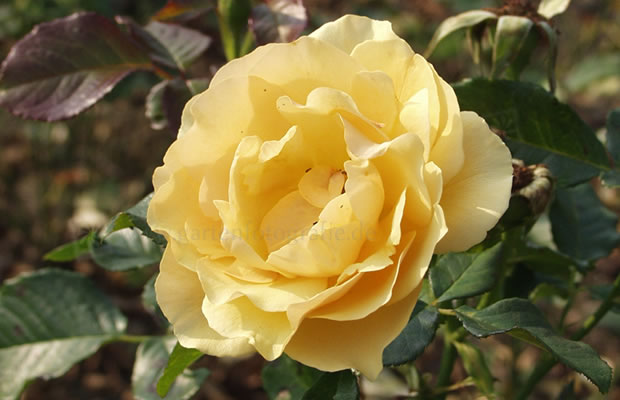 Bild von Rosa ‚Amber Queen®‘ – Beet-Rose