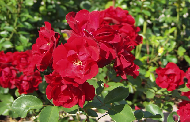 Bild von Rosa ‚Andalusien®‘ – Beet-Rose, Polycantha-Rose