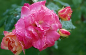 Thumbnail Rosa ‚Arabella‘ – Strauchrose