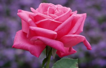 Thumbnail Rosa ‚Baltik‘ – Beet-Rose