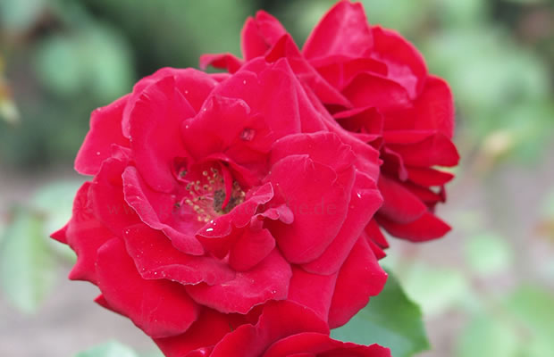 Bild von Rosa ‚Bel Angel‘ – Rose