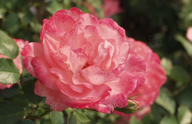 Bild von Rosa ‚Blühwunder 2008®‘ – Bodendeckerrose