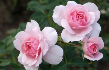 Thumbnail Rosa ‚Bonica 82®‘ – Beet-Rose