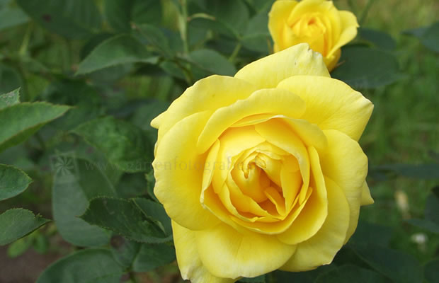 Bild von Rosa ‚Carpe de Or‘ – Beet-Rose, Polycantha-Rose