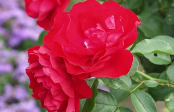 Thumbnail Rosa ‚Colossal Meidiland®‘ – Beet-Rose