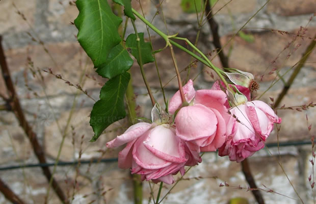 Rosa Coral Dawn Kletterrose Pflanzenreich