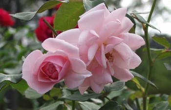 Thumbnail Rosa ‚Diadem®‘ – Beet-Rose