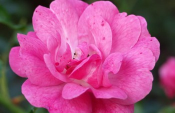 Thumbnail Rosa ‚Heidetraum®‘ – Bodendecker-Rose