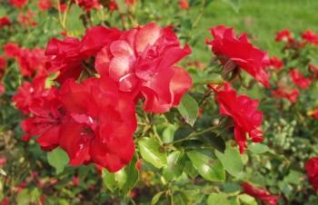 Thumbnail Rosa ‚La Sevillana®‘ – Polycantha-Rose