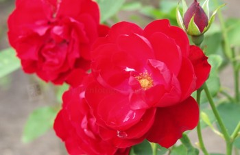 Thumbnail Rosa ‚Lilli Marleen‘ – Polycantha-Rose