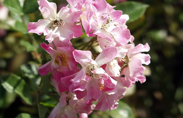 Bild von Rosa ‚Minirosa‘ – Zwergrose