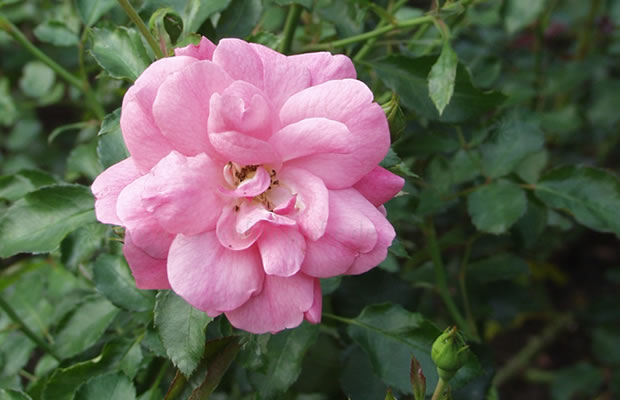 Bild von Rosa ‚Mirato®‘ – Bodendecker-Rose, Flächen-Rose