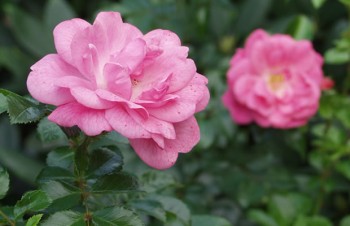 Thumbnail Rosa ‚Palmengarten Frankfurt®‘ – Bodendecker-Rose