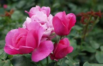 Thumbnail Rosa ‚Play Rose®‘ – Floribundarose