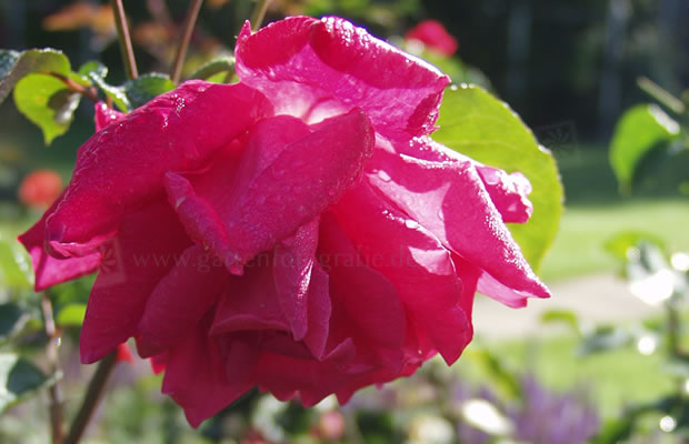 Bild von Rosa ‚Professor Knöll‘ – Edelrose