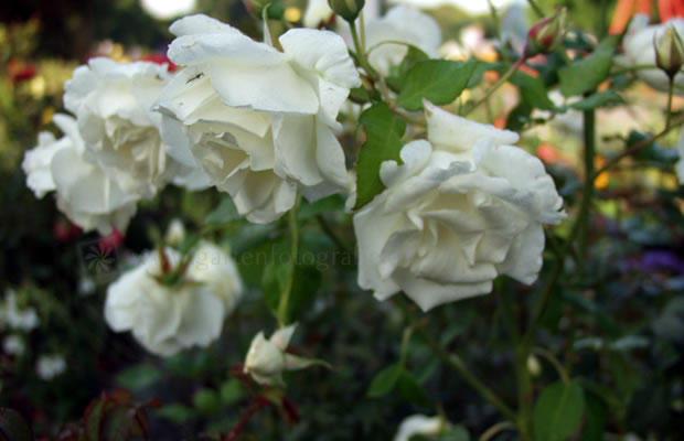 Bild von Rosa ‚Weißes Meer‘ – Beet-Rose