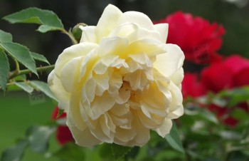 Thumbnail Rosa ‚Yellow Romantica®‘ – Strauchrose