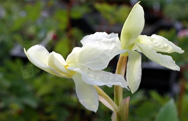Bild von Roscoea cautleyoides – Gelbe Ingwerorchidee, Schein-Orchidee