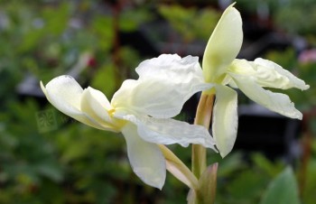 Thumbnail Roscoea cautleyoides – Gelbe Ingwerorchidee