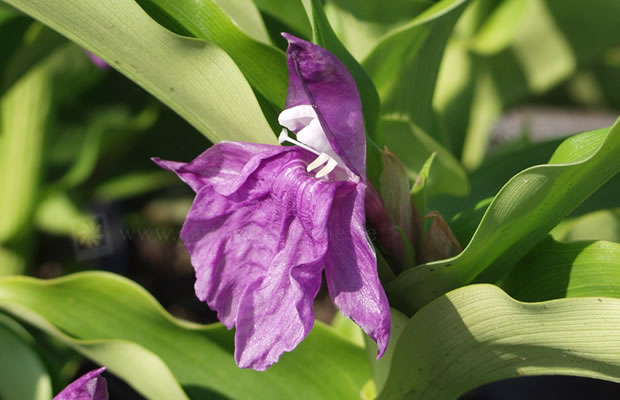 Bild von Roscoea purpurea – Purpurne Ingwerorchidee, Schein-Orchidee