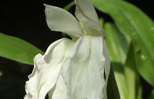Bild von Roscoea x beesiana – Ingwerorchidee, Schein-Orchidee