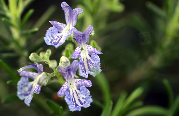 Bild von Rosmarinus officinalis var. angustissimus ‚Corsican Blue‘ – Rosmarin