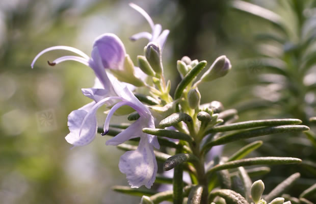 Bild von Rosmarinus officinalis ‚Haifa‘ – Rosmarin