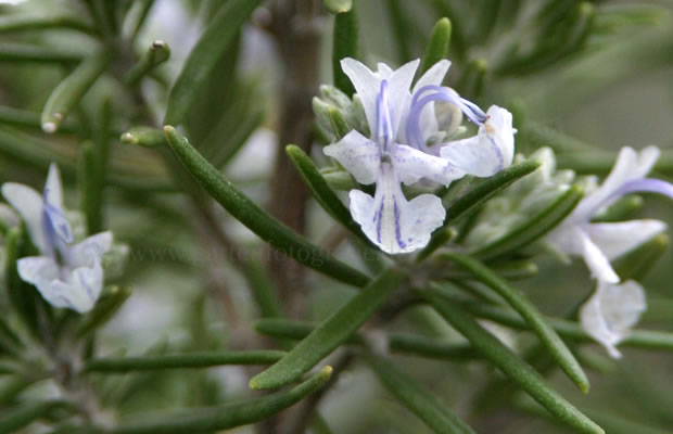 Bild von Rosmarinus officinalis ‚Hill Hardy‘ – Winterharter Rosmarin