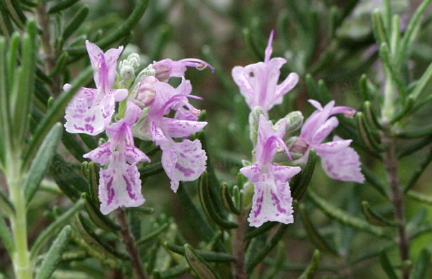 Bild von Rosmarinus officinalis ‚Majorcan Pink‘ – Rosablühender Rosmarin