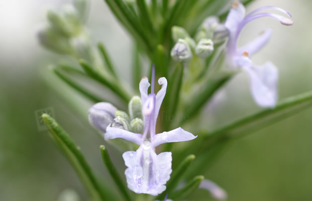 Bild von Rosmarinus officinalis ‚Pescada‘ – Rosmarin