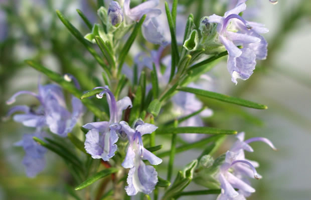 Bild von Rosmarinus officinalis ‚Rex‘ – Winterharter Rosmarin