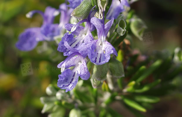 Bild von Rosmarinus officinalis ‚Santa Barbara‘ – Rosmarin