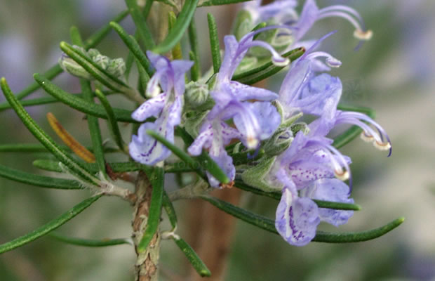 Bild von Rosmarinus officinalis ‚Sudbury Blue‘ – Rosmarin