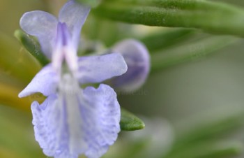 Thumbnail Rosmarinus officinalis ‚Tuscan Blue‘ – Rosmarin
