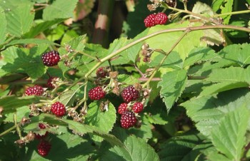 Thumbnail Rubus fruticosus – Brombeere