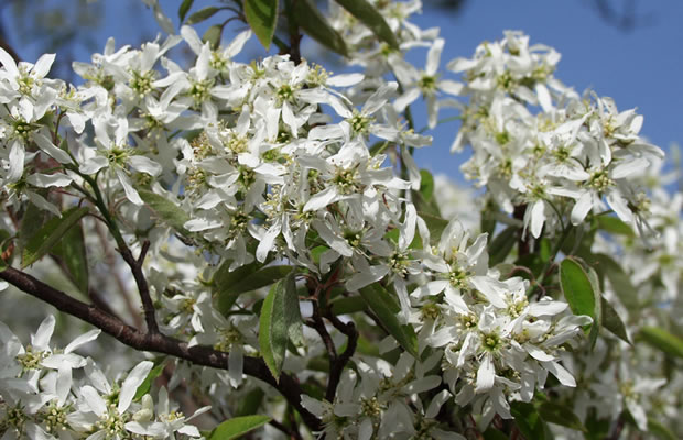 Bild von Rubus henryi – Kletter-Himbeere