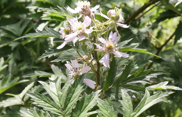 Bild von Rubus laciniatus – Schlitzblättrige Brombeere, Schlitzblatt-Brombeere