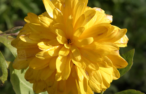 Bild von Rudbeckia laciniata ‚Goldquelle‘ – Gefüllter Sonnenhut, Rudbeckie