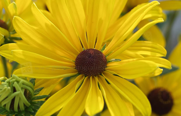 Bild von Rudbeckia laciniata – Schlitzblättriger Sonnenhut, Röderblume, Rudbeckie