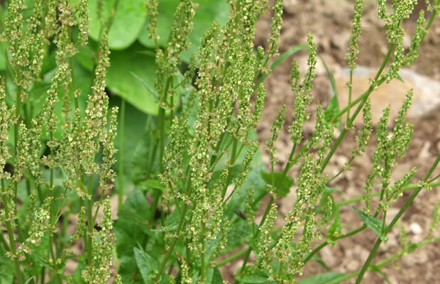 Bild von Rumex acetosella – Kleiner Sauerampfer, Sauerampfer, Zwerg-Sauerampfer