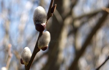 Thumbnail Salix caprea – Sal-Weide