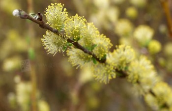 Thumbnail Salix repens – Kriech-Weide