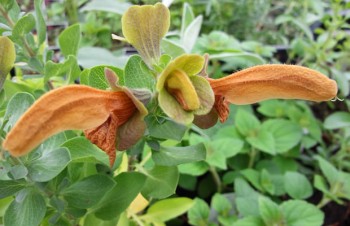 Thumbnail Salvia africana-lutea – Afrikanischer Salbei