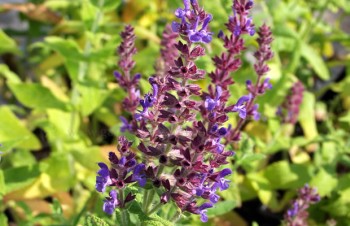 Thumbnail Salvia amplexicaulis – Griechischer Salbei