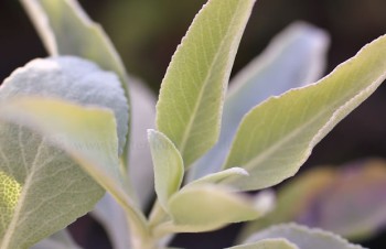 Thumbnail Salvia apiana – Weißer Salbei