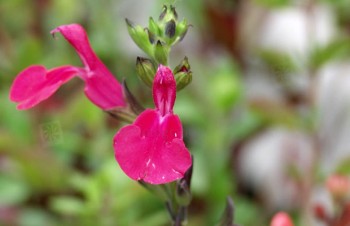 Thumbnail Salvia barrelieri – Salbei