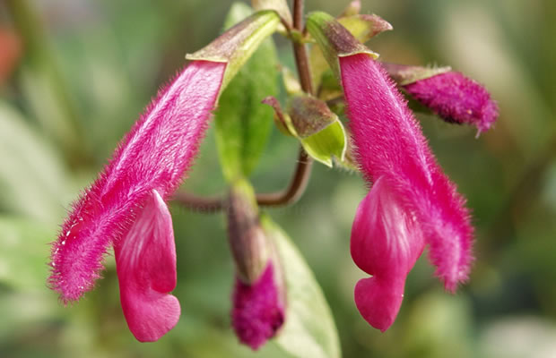 Bild von Salvia buchananii – Buchanan-Salbei, Samtpfotensalbei