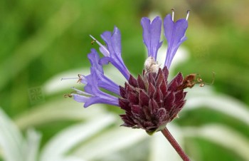 Thumbnail Salvia clevelandii – Cleveland-Salbei